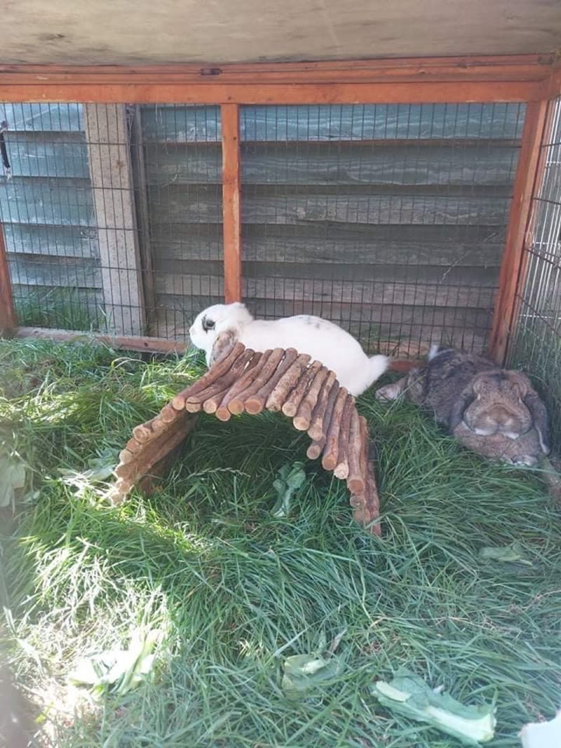 Two rabbits resting on grass in a large outdoor run with a wooden bridge and timber-framed hutch behind