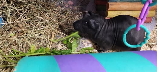 A black guinea pig eating fresh greens on hay beside a purple hoop toy