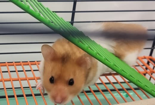 A golden Syrian hamster on an orange cage platform beside a green climbing ladder