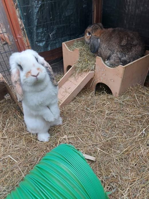 A white lop rabbit standing up on its hind legs on straw in the boarding run