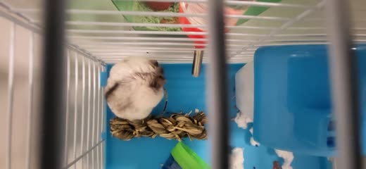 A white-and-brown hamster chewing a woven treat ball inside its cage